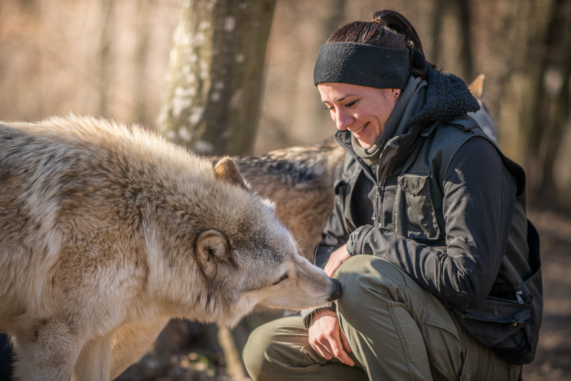 Exklusives Wolfstraining WSC WolfScienceCenter